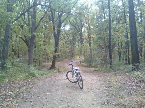 Biking in the Forest Preserves