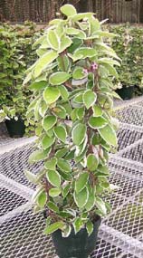 Hoya carnosa-varigeated-809