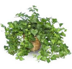 plant_english_ivy