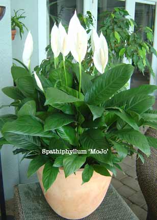spathiphyllum-mojo
