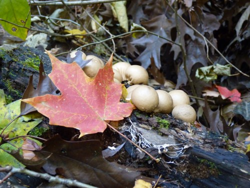 A bit of color and peace from Turkey Run State park in Indiana. Photo by J. Poyrs Photography.