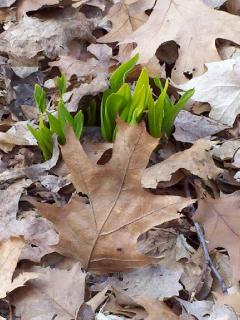 Spring peeking through the Fall leaves